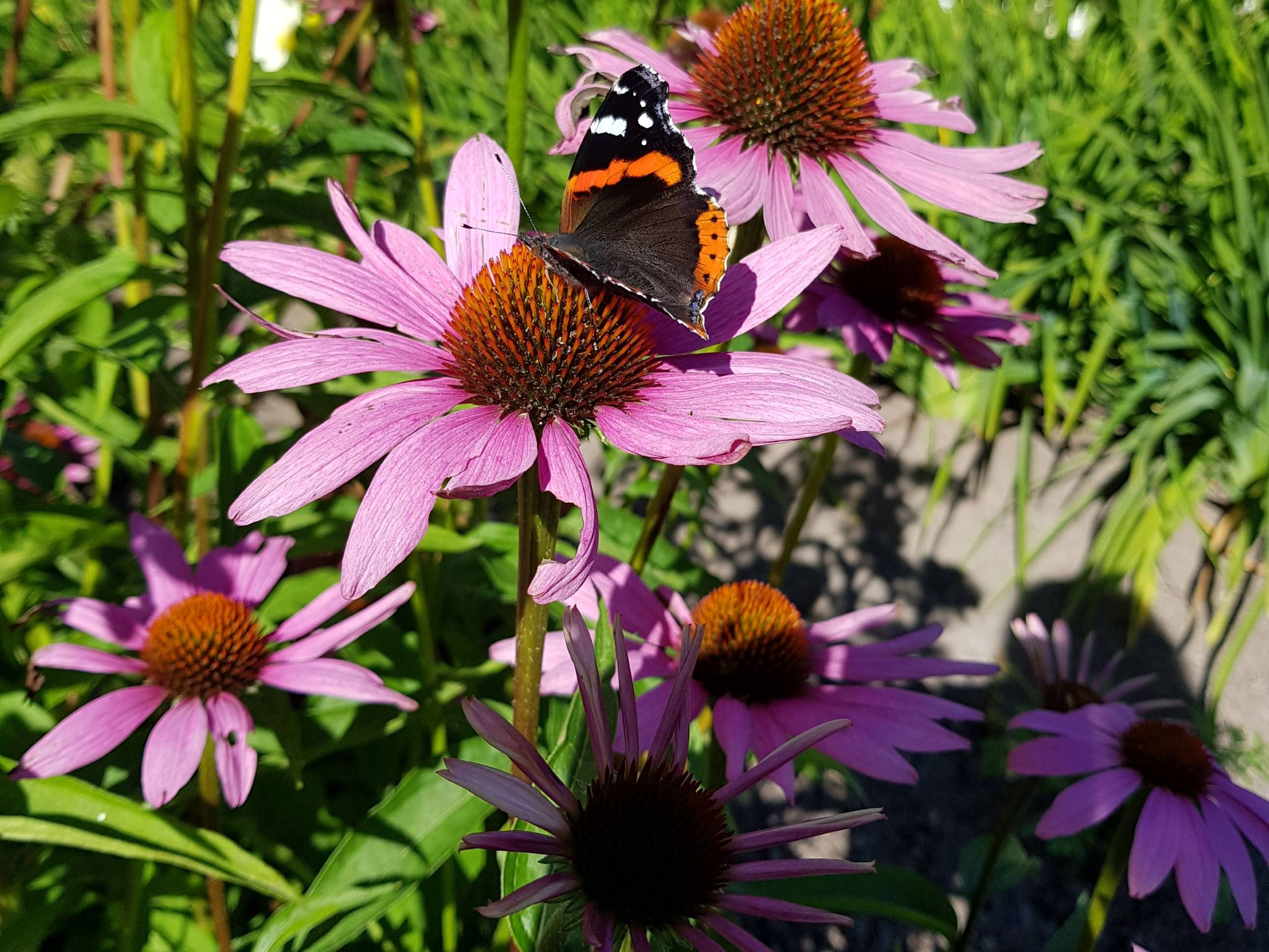 Fjäril på blomma